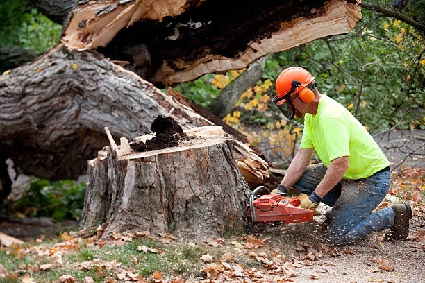 Seasonal Cleanup in Butte, MT