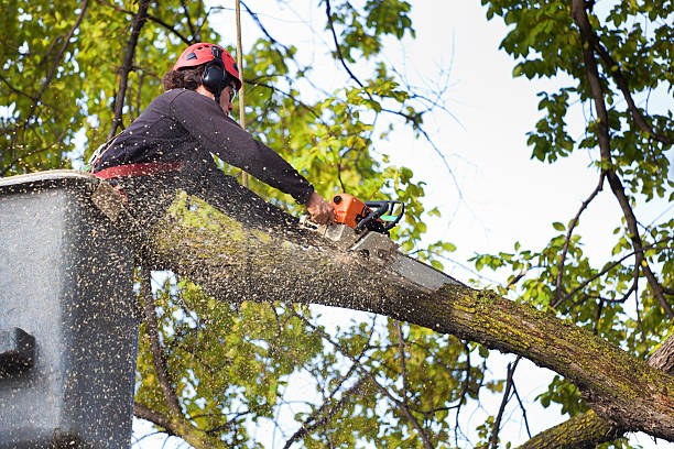 Why Choose Our Tree Removal Services in Butte, MT?